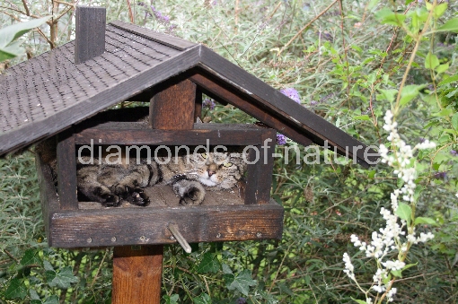 Hauskatze im Vogelhaus / Domestic Cat in Aviary / Felis domestica
