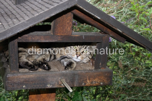 Hauskatze im Vogelhaus / Domestic Cat in Aviary / Felis domestica