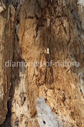 Baumstamm / Tree-trunk