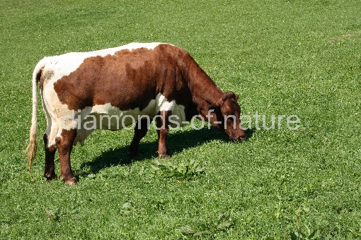 Rind / Cattle / Bos taurus