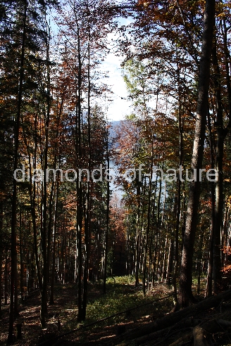 Wald Bayern / Forrest Bavaria